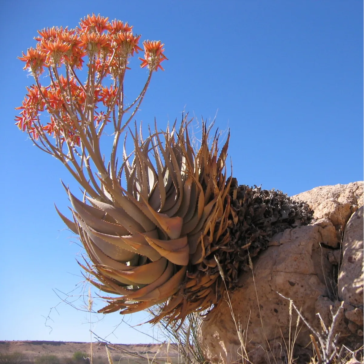 Aloès (Aloe) : photo botanique