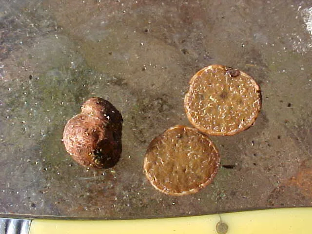Alpova larskersii (Alpova larskersii) — photo mycologique