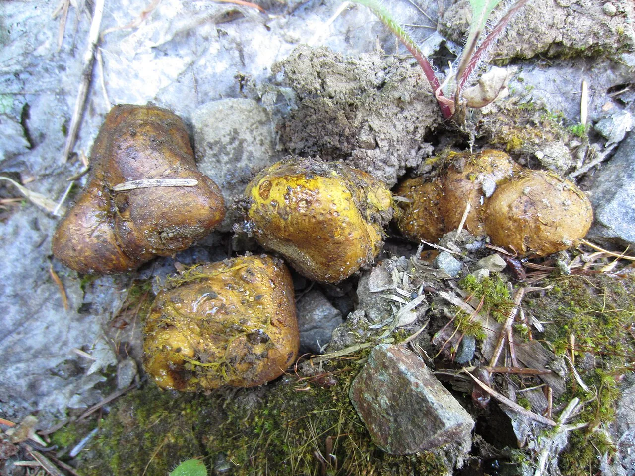 Alpova trappei (Alpova trappei) — photo mycologique