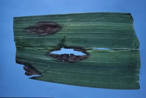 Alternaria allii (Alternaria allii) — photo mycologique