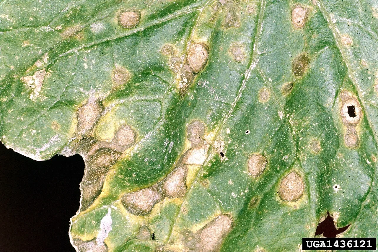 Alternaria cucumerina (Alternaria cucumerina) — photo mycologique