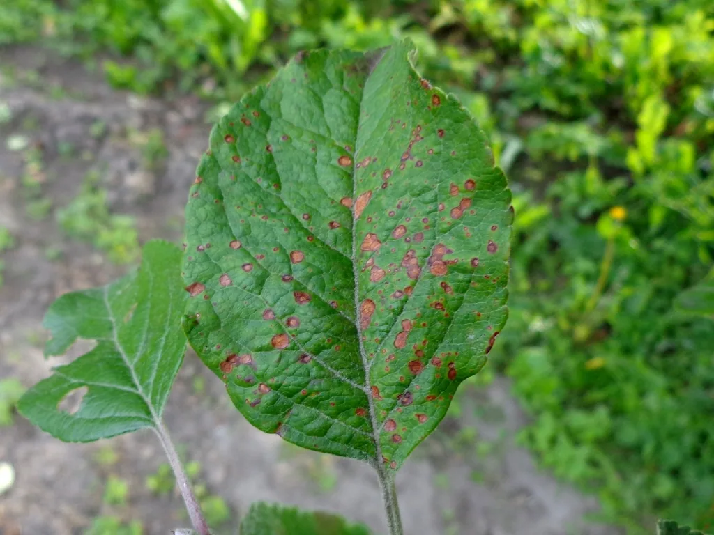 Alternaria mali (Alternaria mali) — photo mycologique