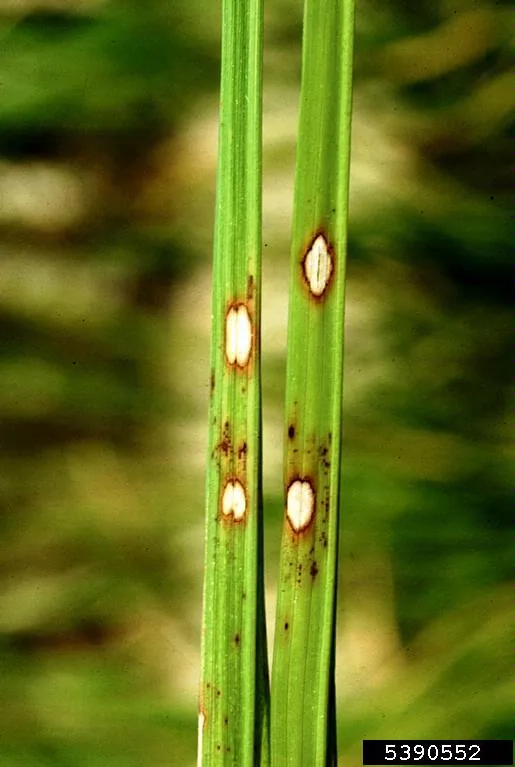 Alternaria padwickii (Alternaria padwickii) — photo mycologique