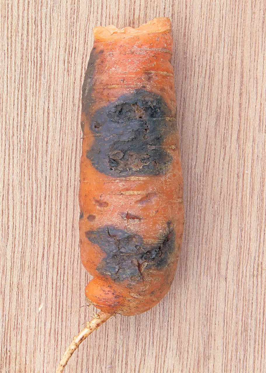 Alternaria radicina (Alternaria radicina) — photo mycologique