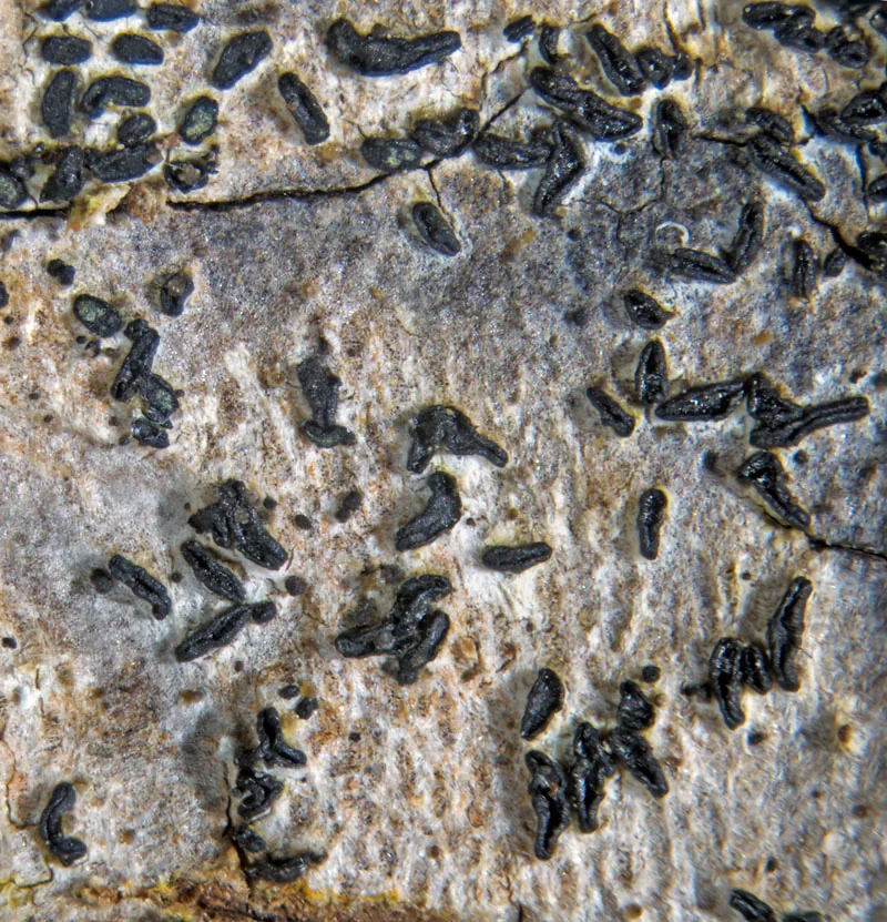 Alyxoria cyanea (Alyxoria cyanea) — photo mycologique