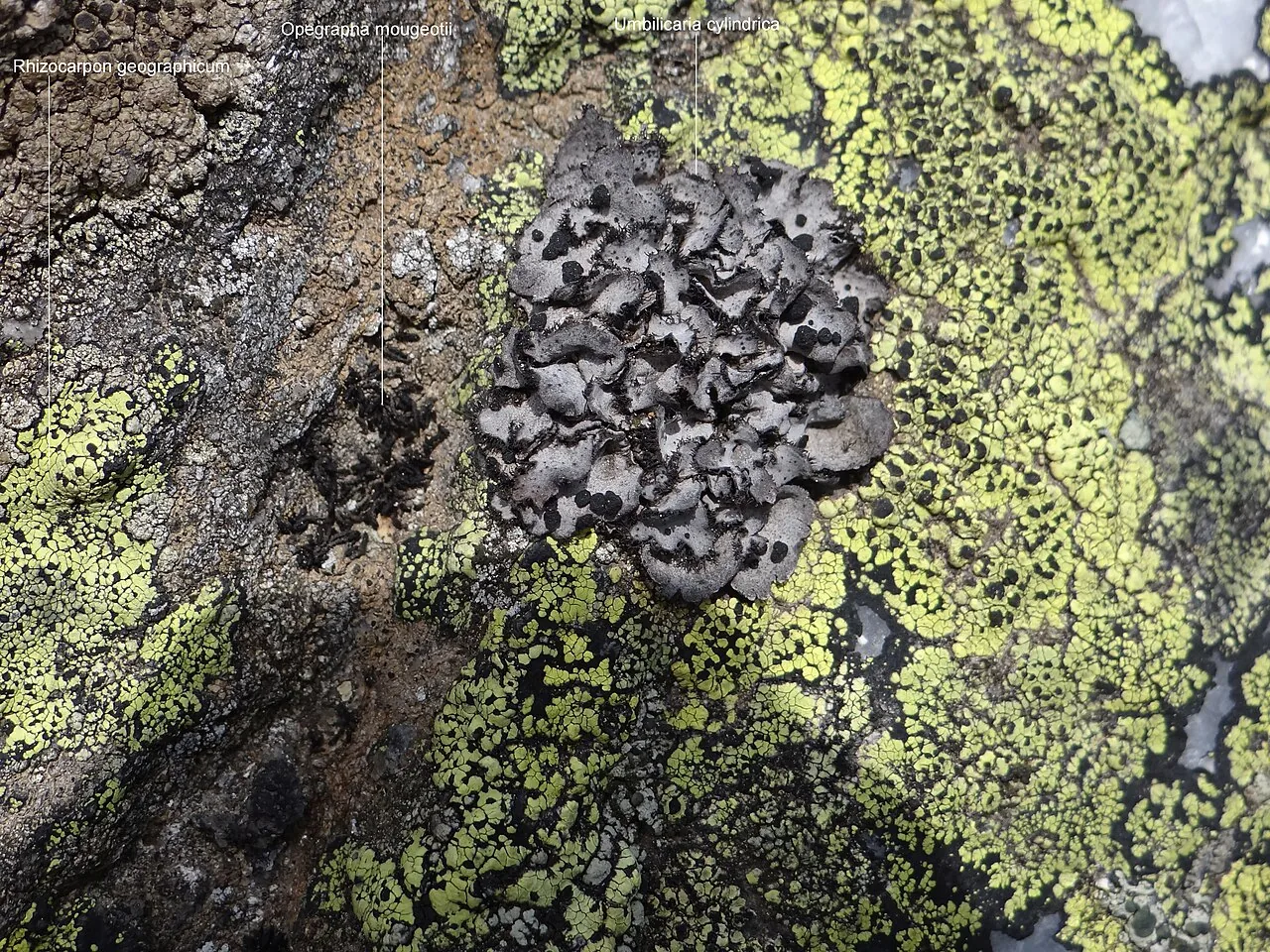 Alyxoria mougeotii (Alyxoria mougeotii) — photo mycologique