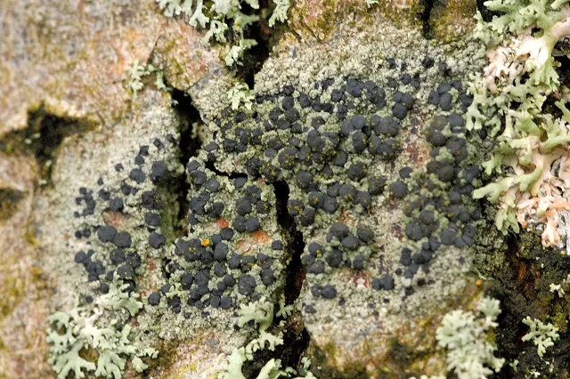 Amandinea discreta (Amandinea discreta) — photo mycologique
