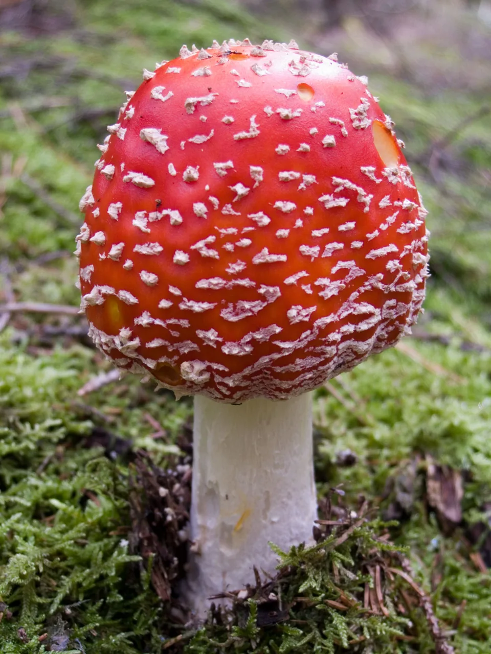 Amanita albidannulata (Amanita albidannulata) — photo mycologique