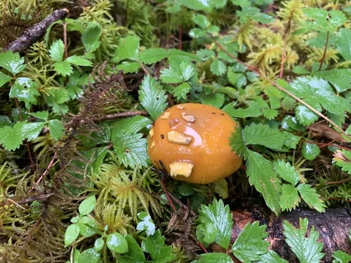 Amanita altipes (Amanita altipes) — photo mycologique