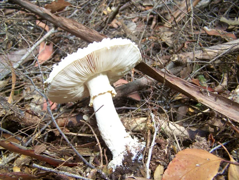 Amanita ananiceps (Amanita ananiceps) — photo mycologique