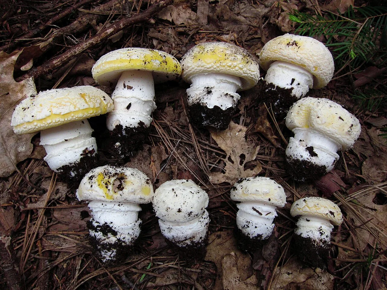 Amanita aprica (Amanita aprica) — photo mycologique
