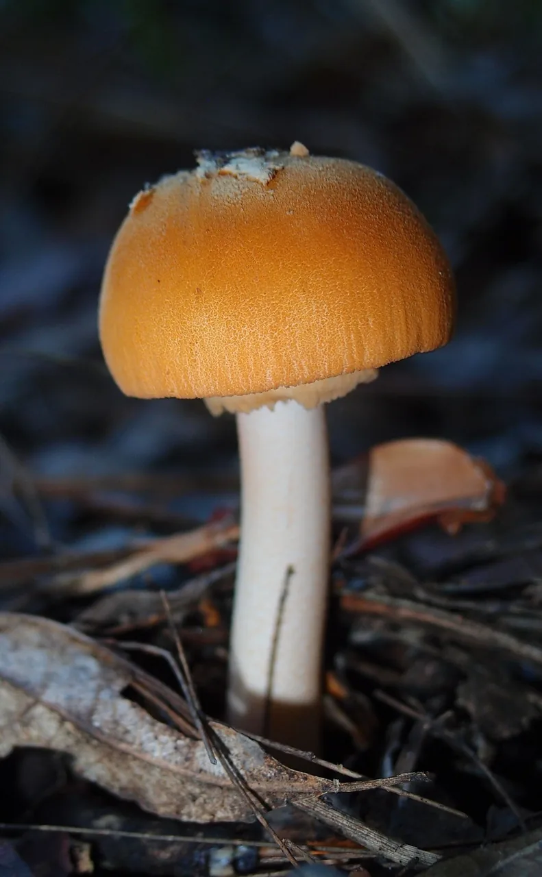 Amanita armeniaca (Amanita armeniaca) — photo mycologique