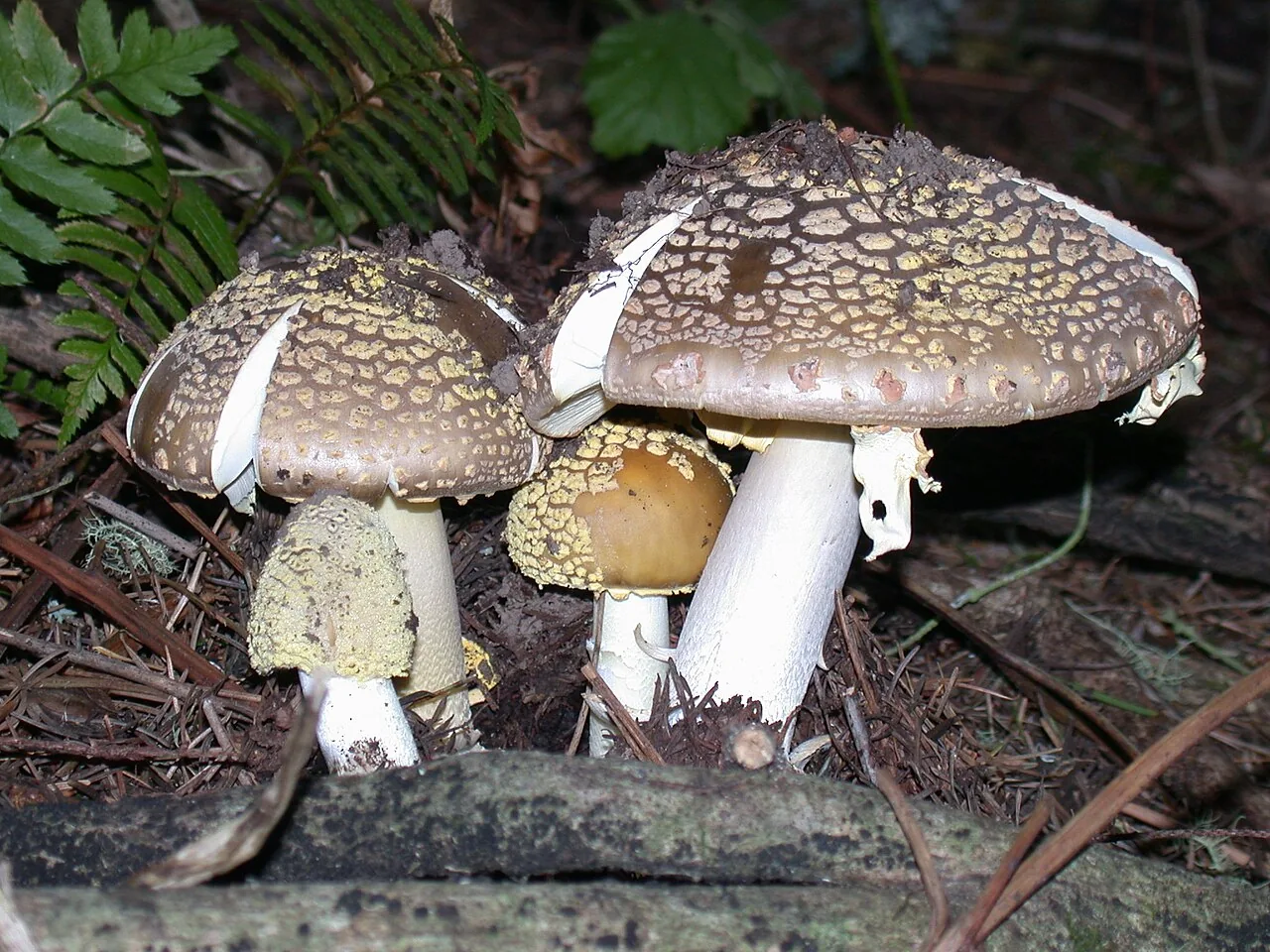 Amanita augusta (Amanita augusta) — photo mycologique