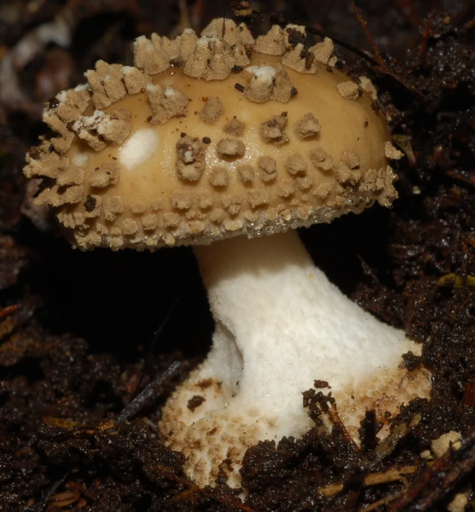 Amanita australis (Amanita australis) — photo mycologique