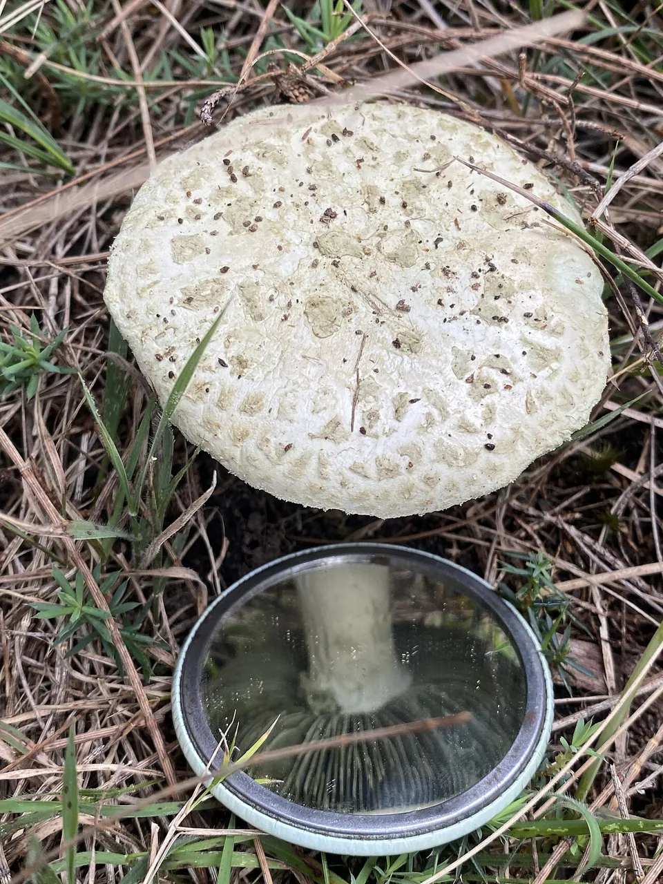 Amanita austroviridis (Amanita austroviridis) — photo mycologique