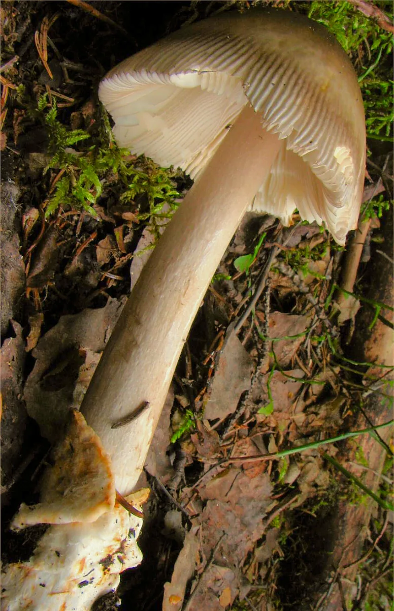 Amanita battarrae (Amanita battarrae) — photo mycologique