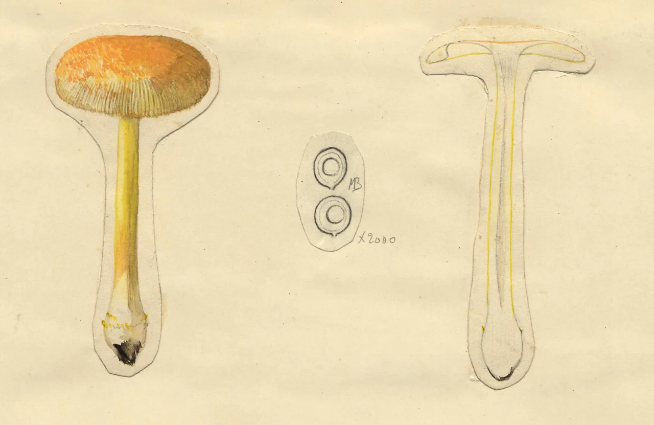 Amanita bingensis (Amanita bingensis) — photo mycologique