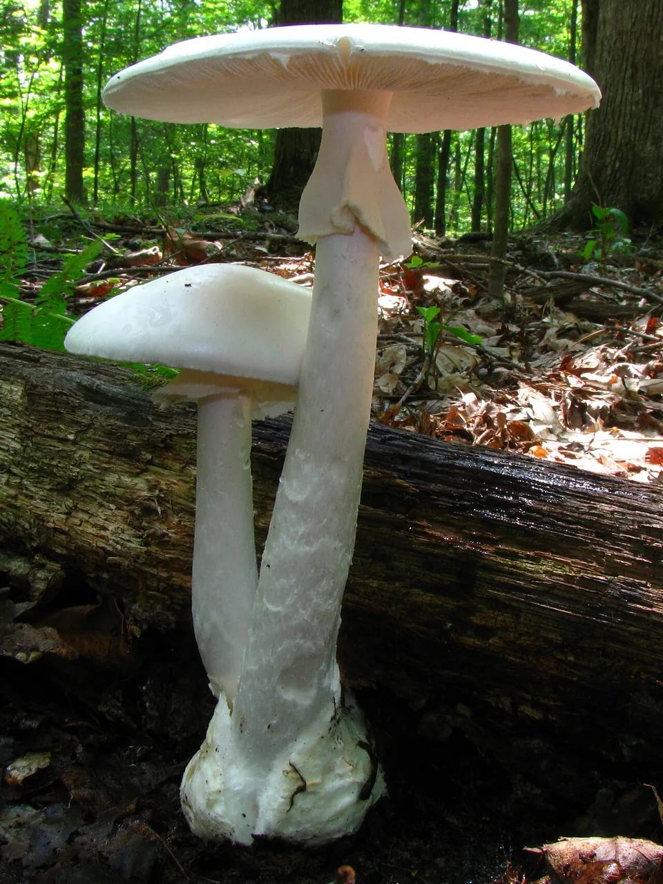 Amanita bisporigera (Amanita bisporigera) — photo mycologique