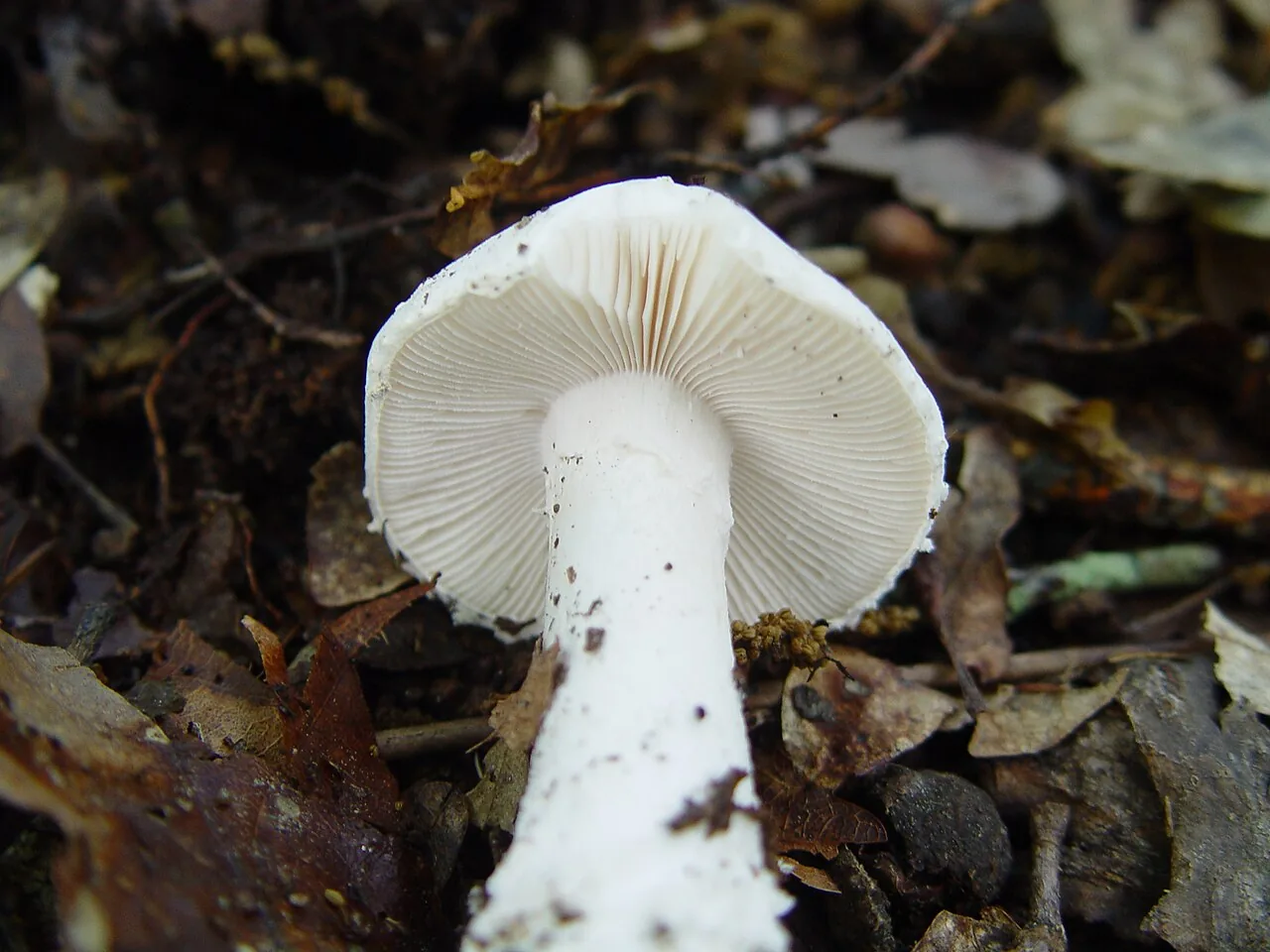 Amanita boudieri (Amanita boudieri) — photo mycologique
