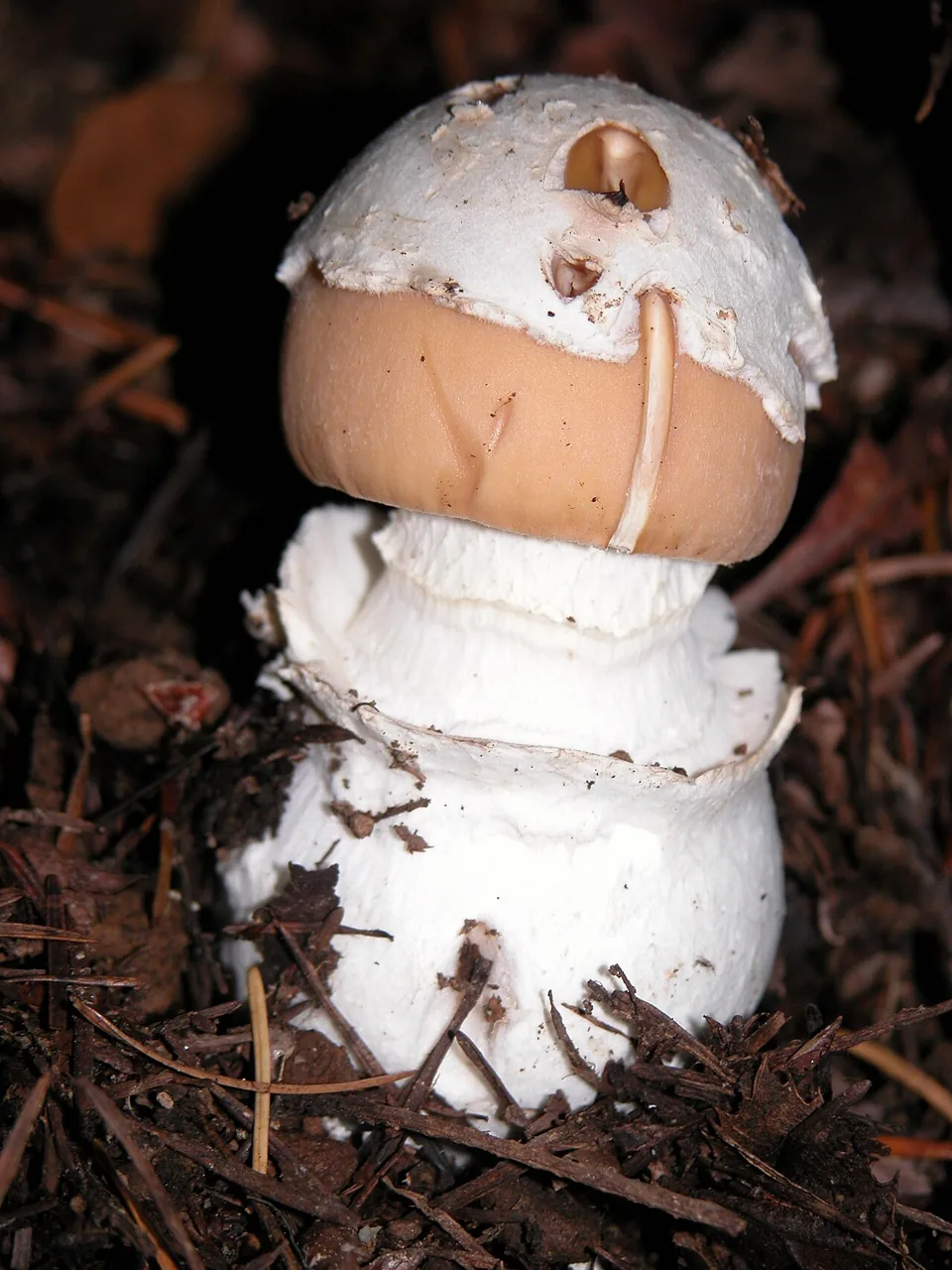 Amanita breckonii (Amanita breckonii) — photo mycologique