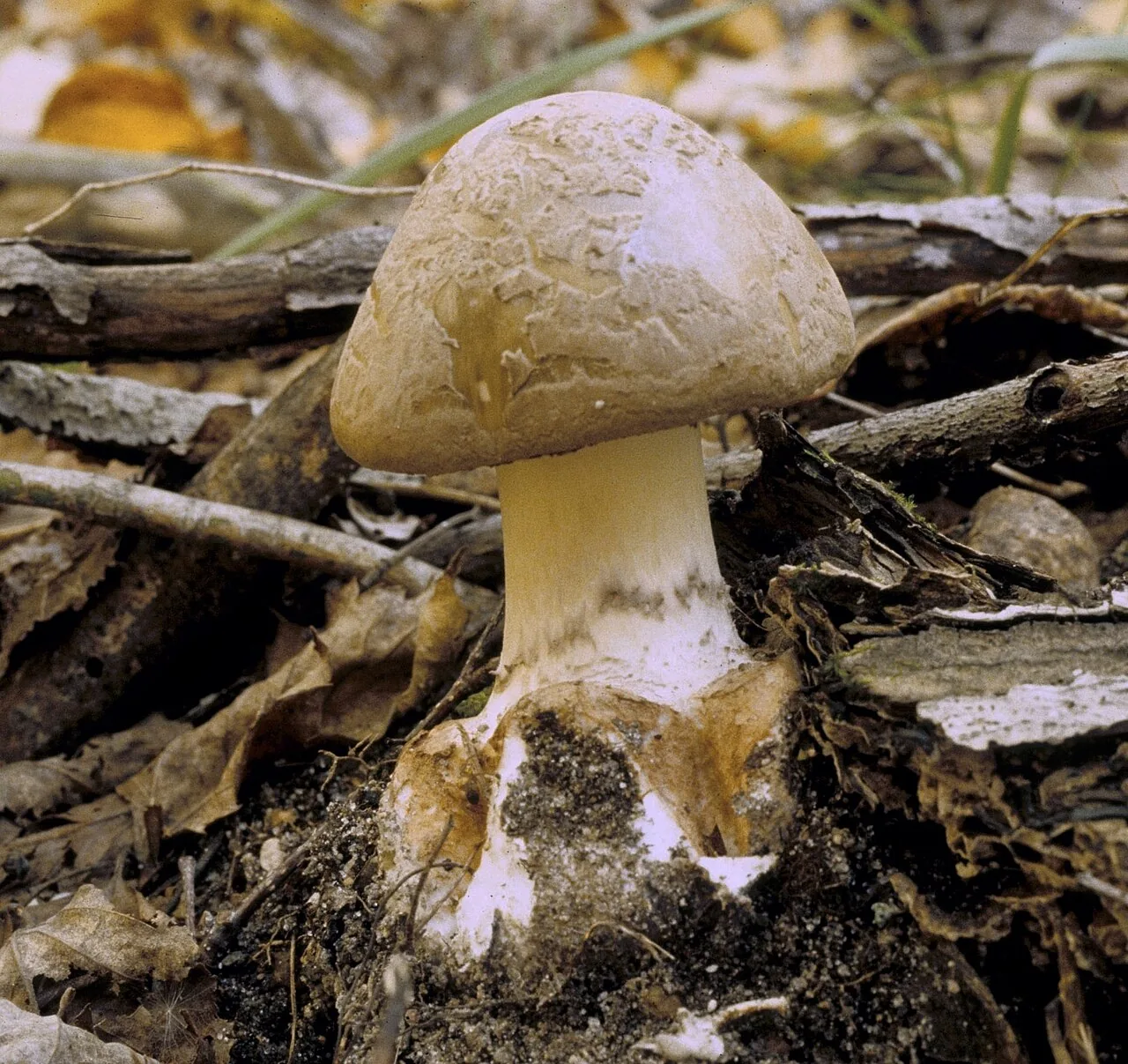 Amanita brunnescens (Amanita brunnescens) — photo mycologique