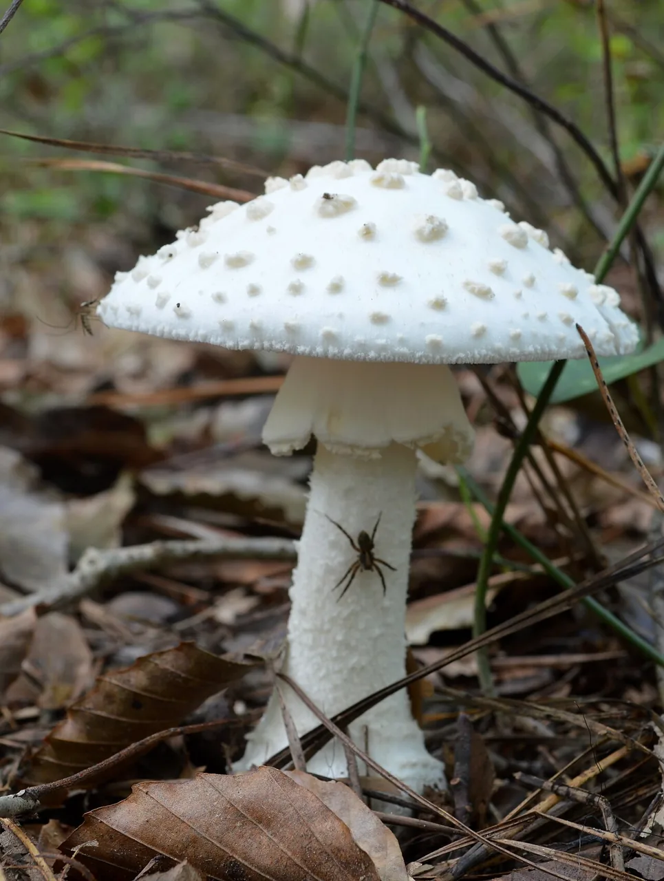 Amanita canescens (Amanita canescens) — photo mycologique