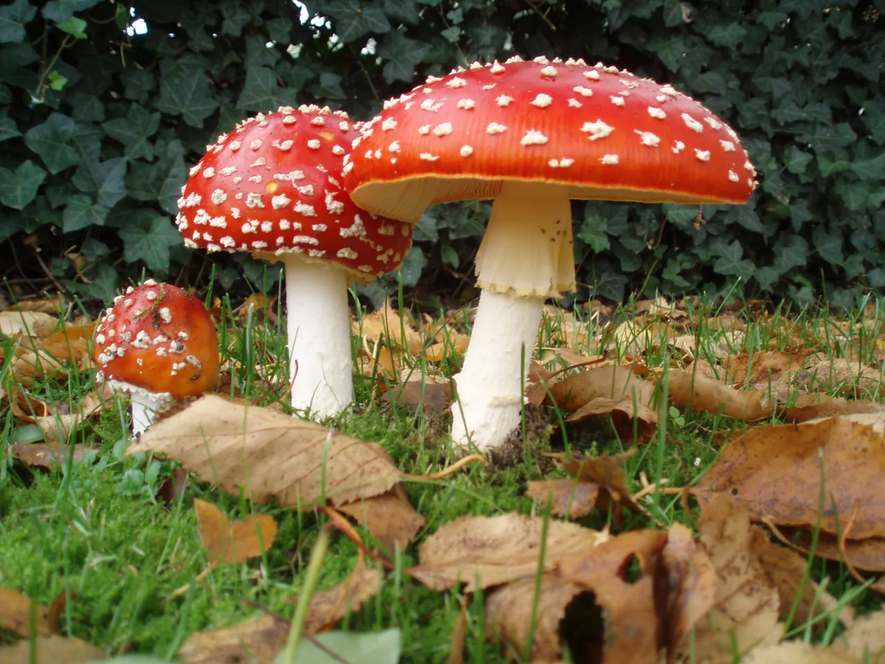 Amanita chepangiana (Amanita chepangiana) — photo mycologique