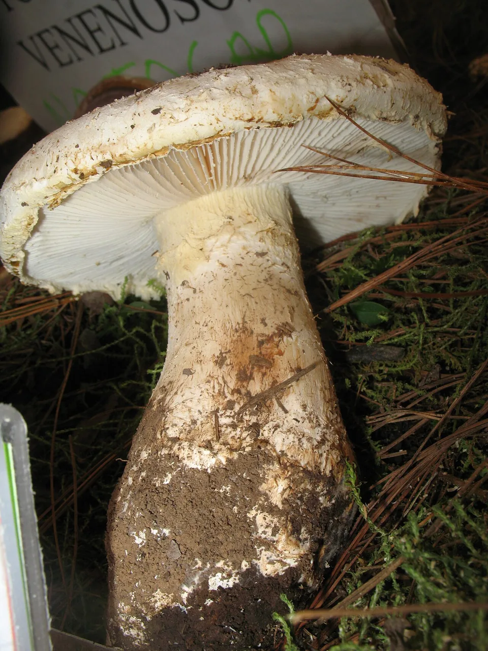 Amanita chlorinosma (Amanita chlorinosma) — photo mycologique