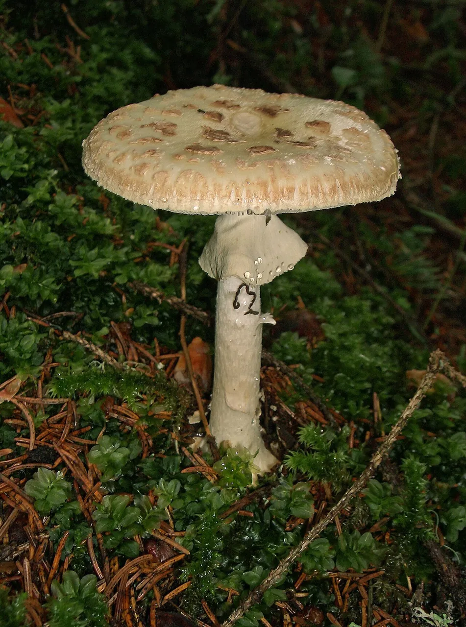 Amanita citrina (Amanita citrina) — photo mycologique