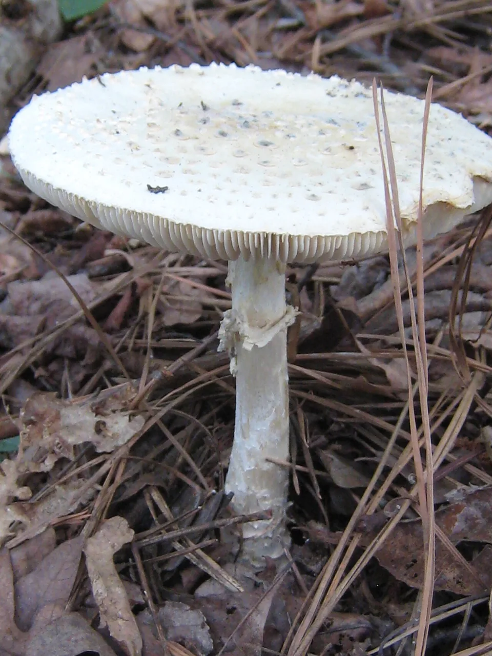 Amanita cokeri (Amanita cokeri) — photo mycologique