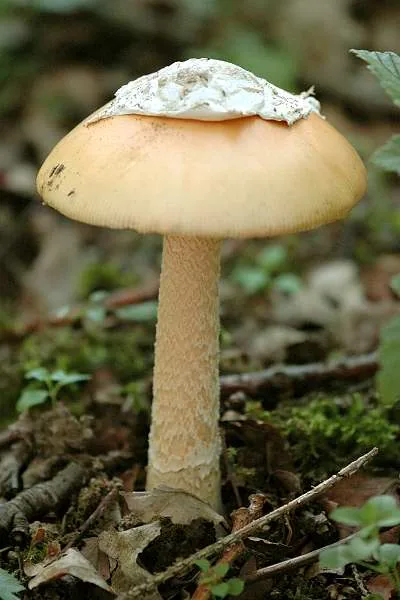 Amanita crocea (Amanita crocea) — photo mycologique