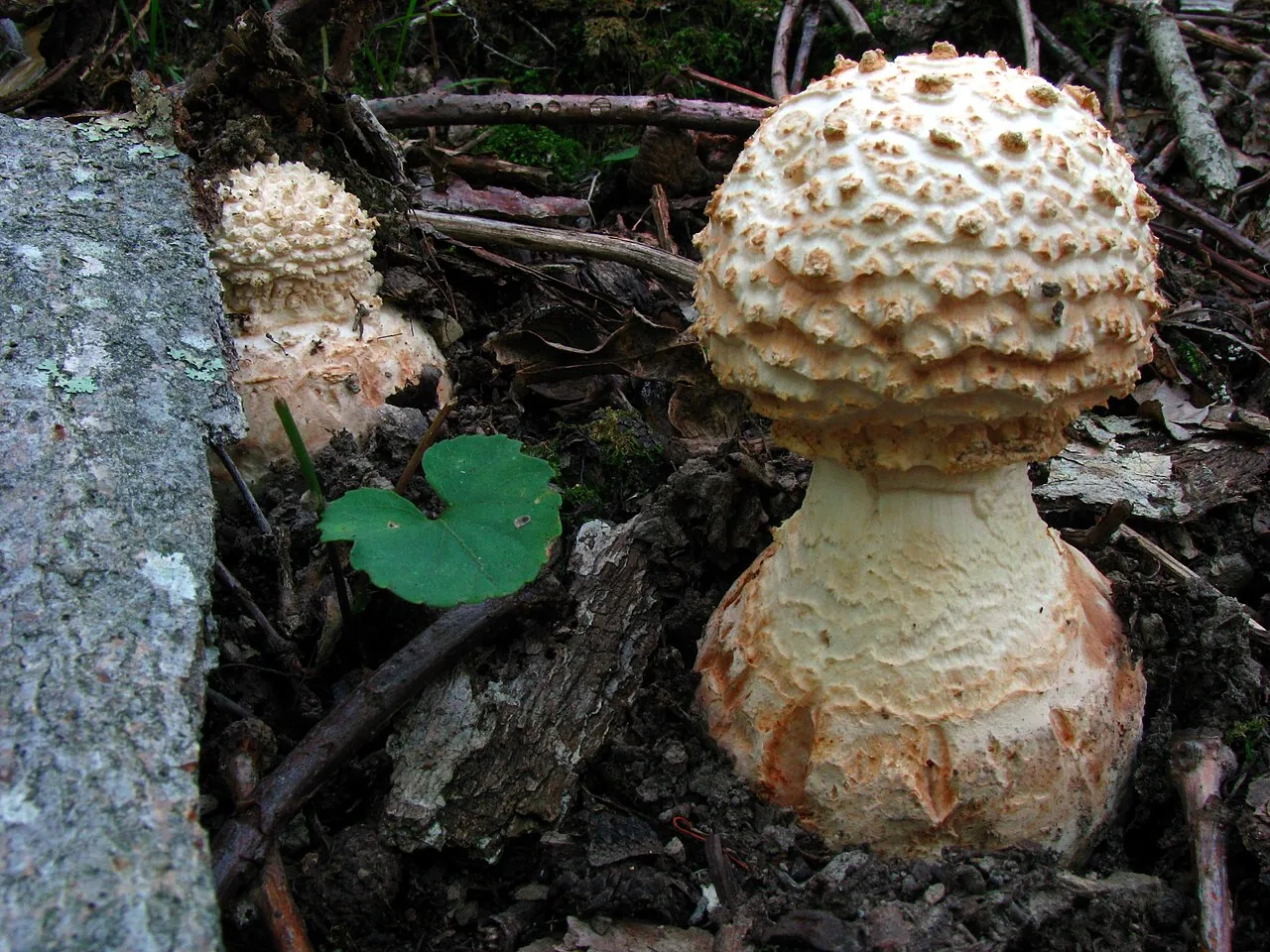 Amanita daucipes (Amanita daucipes) — photo mycologique
