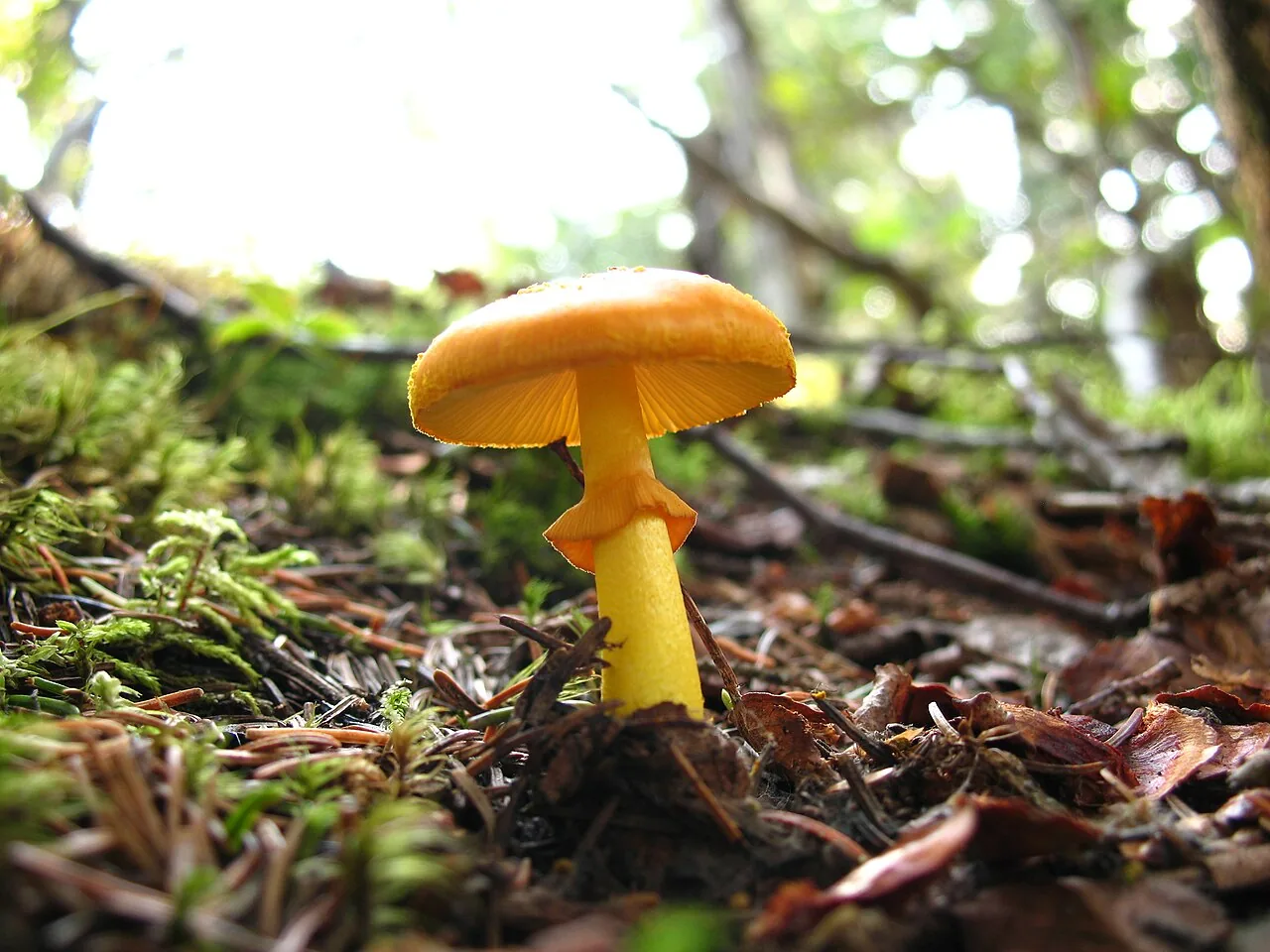 Amanita elongata (Amanita elongata) — photo mycologique