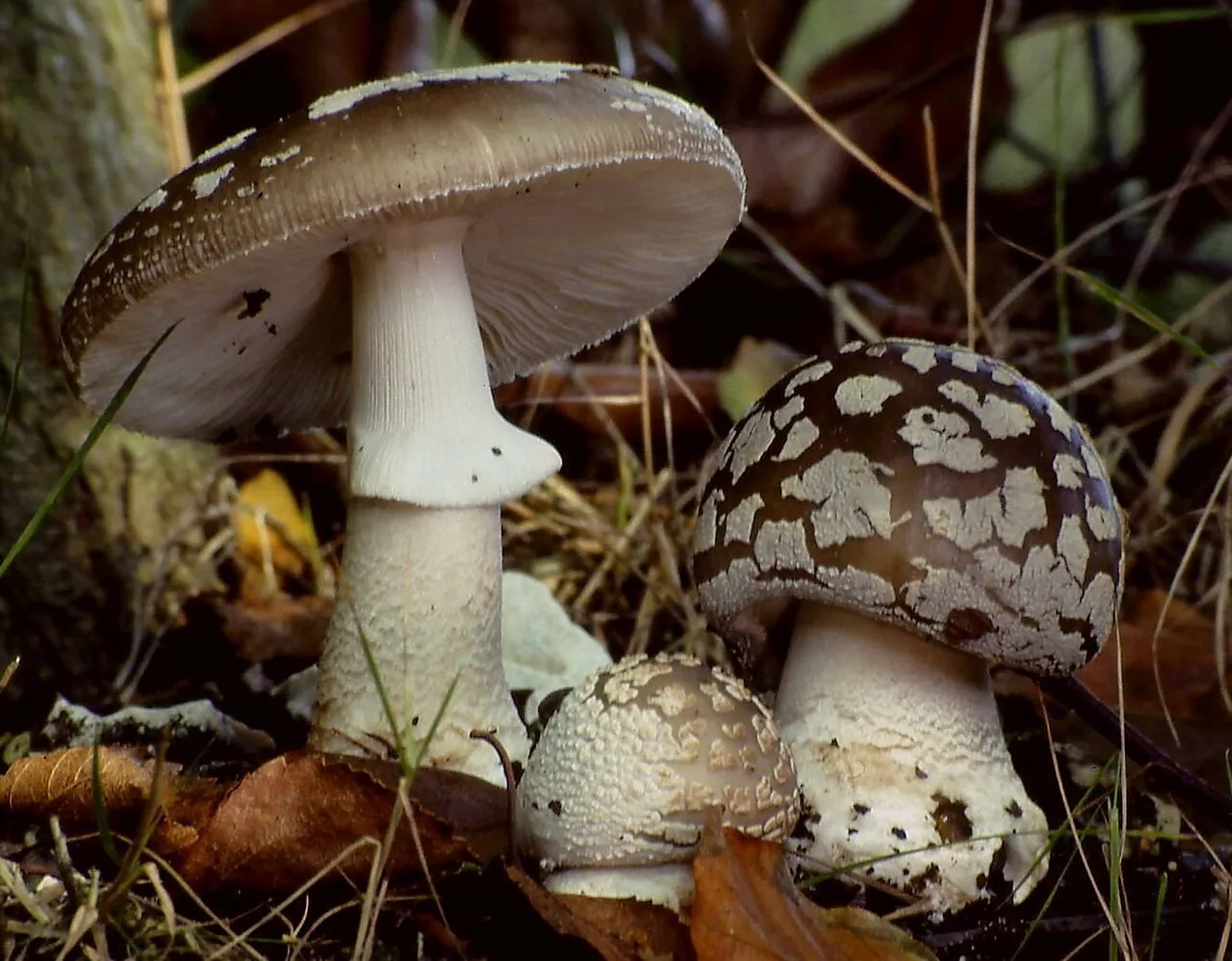 Amanita excelsa (Amanita excelsa) — photo mycologique