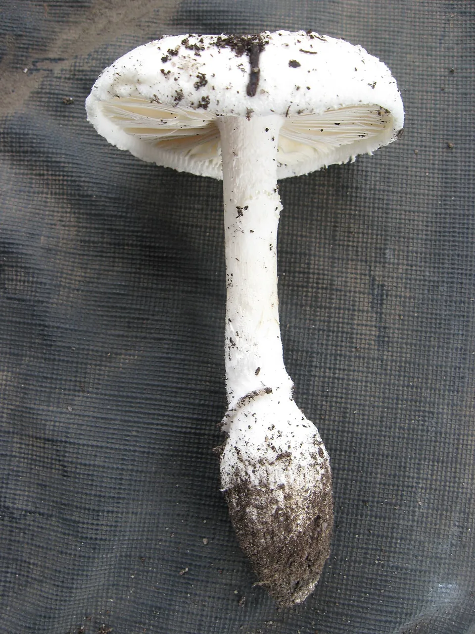 Amanita farinacea (Amanita farinacea) — photo mycologique