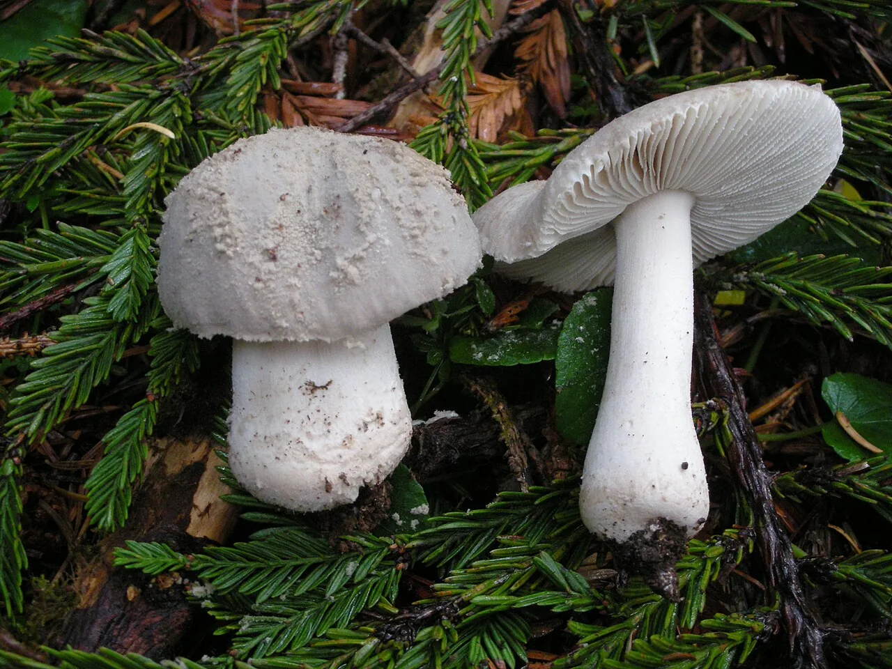 Amanita farinosa (Amanita farinosa) — photo mycologique