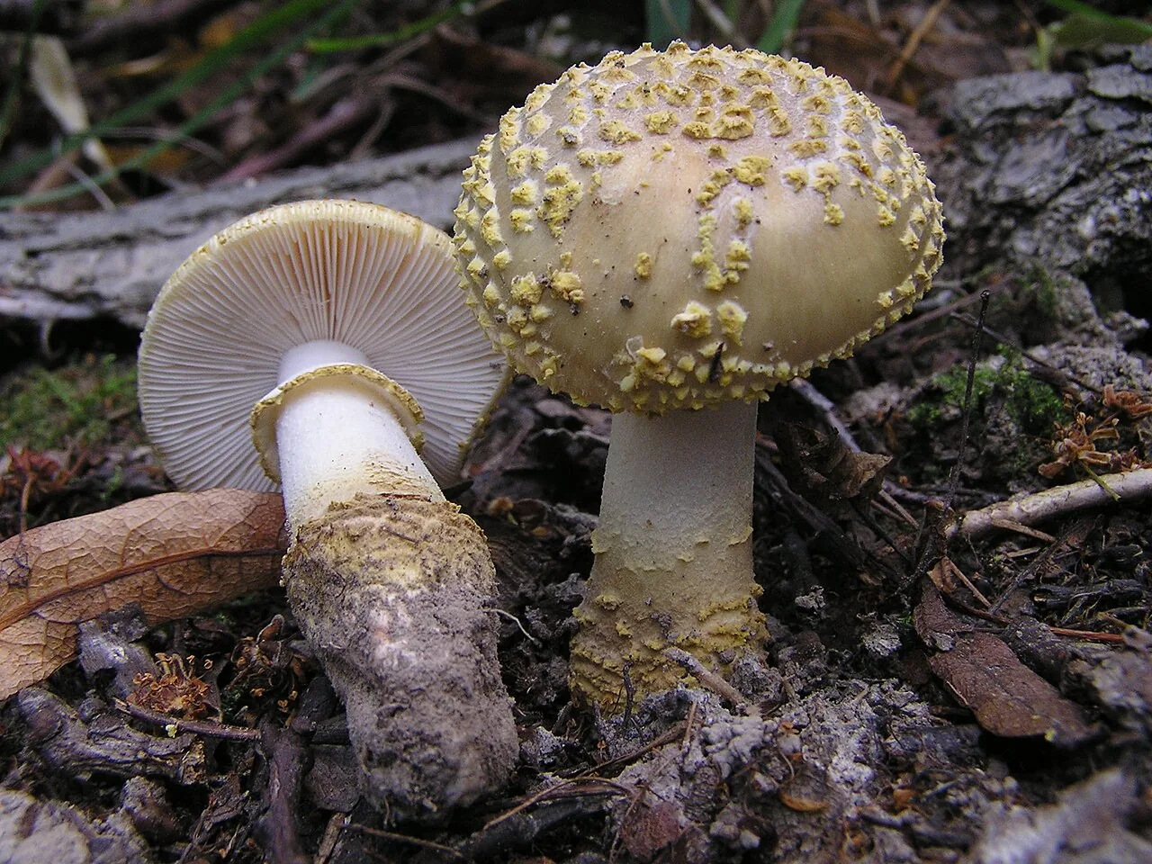 Amanita franchetii (Amanita franchetii) — photo mycologique