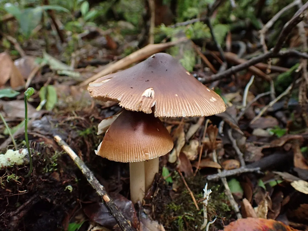 Amanita fuligineodisca (Amanita fuligineodisca) — photo mycologique