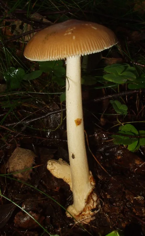 Amanita fulva (Amanita fulva) — photo mycologique