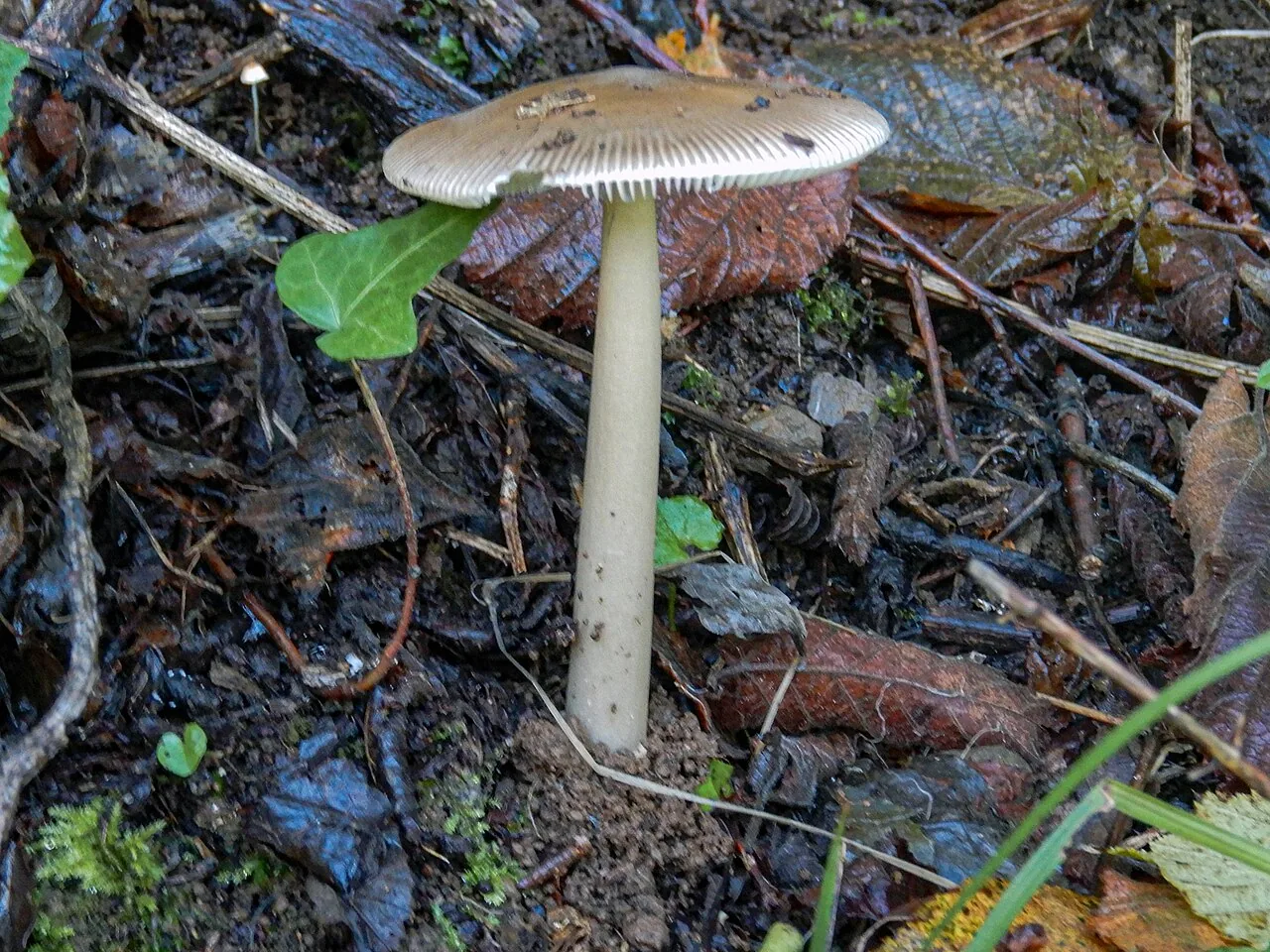 Amanita fulvoides (Amanita fulvoides) — photo mycologique