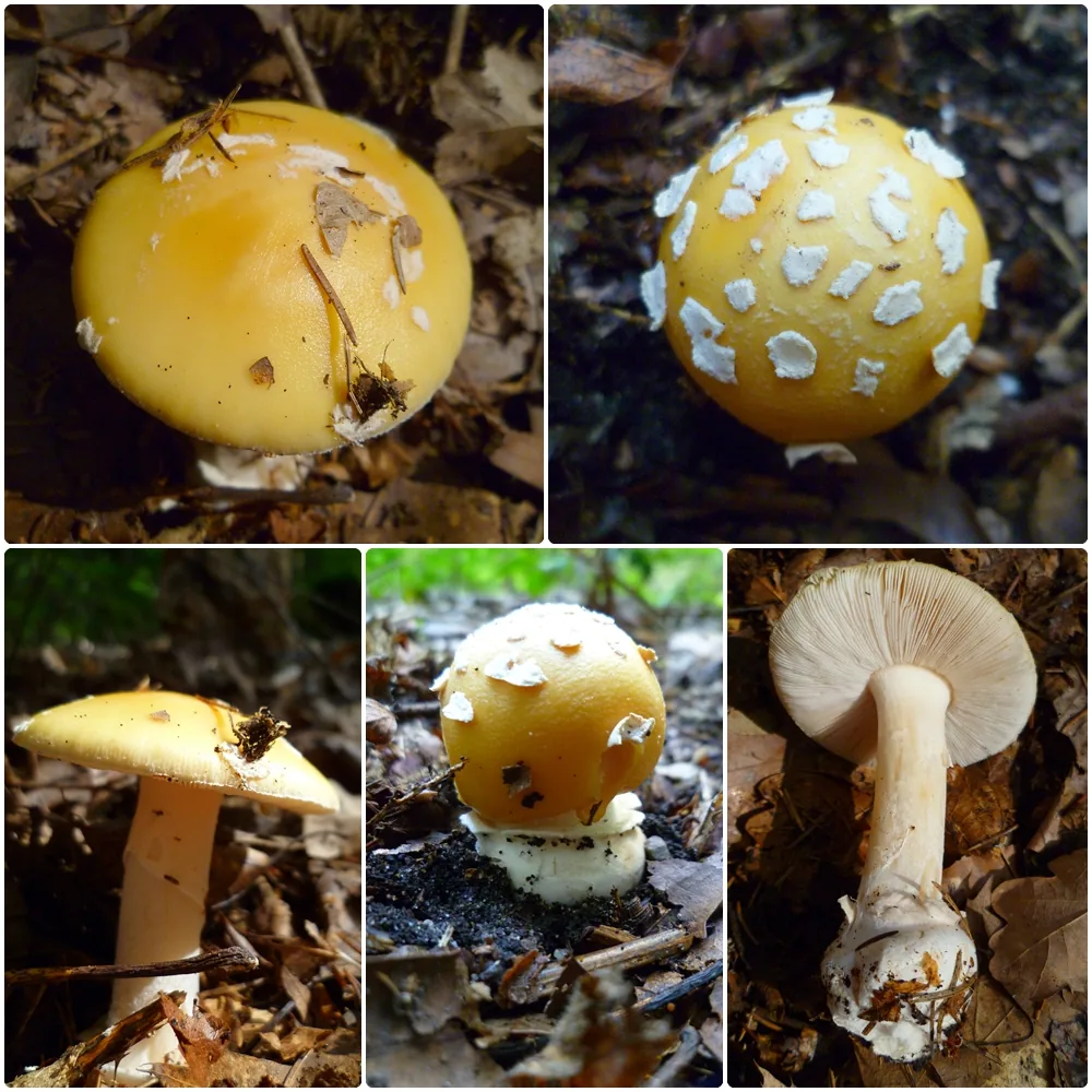 Amanita gemmata (Amanita gemmata) — photo mycologique