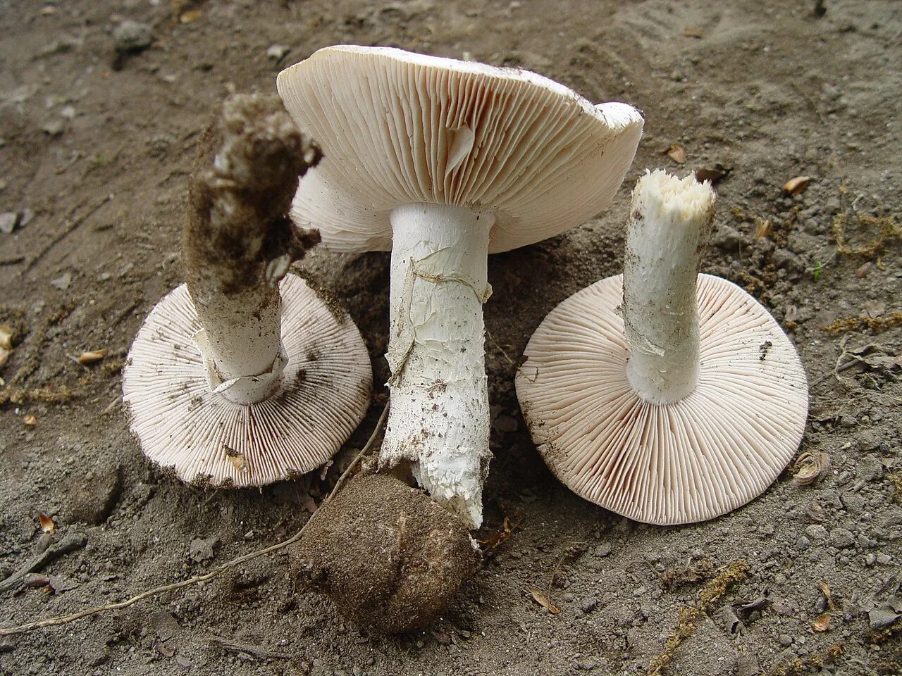 Amanita gilbertii (Amanita gilbertii) — photo mycologique