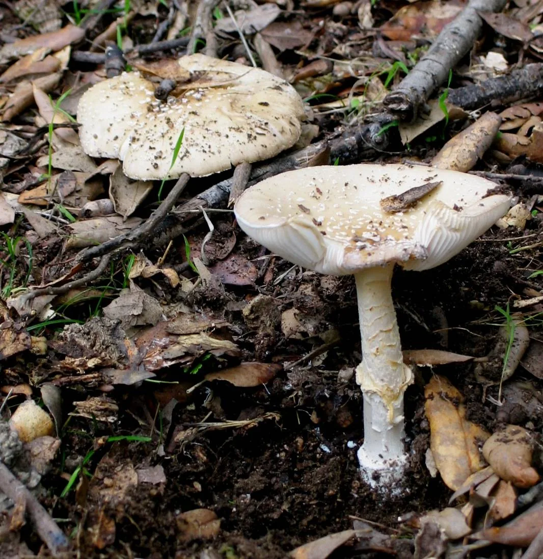 Amanita gioiosa (Amanita gioiosa) — photo mycologique