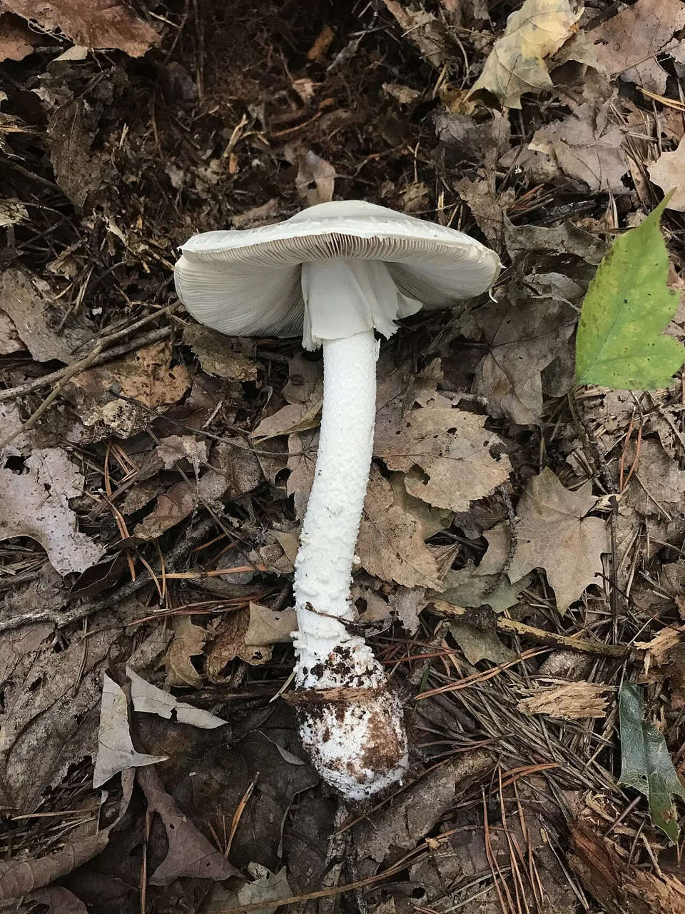Amanita hygroscopica (Amanita hygroscopica) — photo mycologique