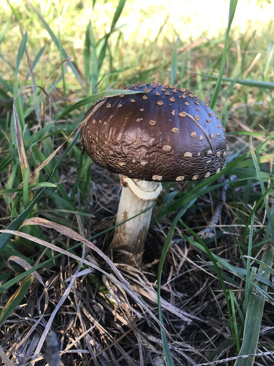 Amanita ibotengutake (Amanita ibotengutake) — photo mycologique