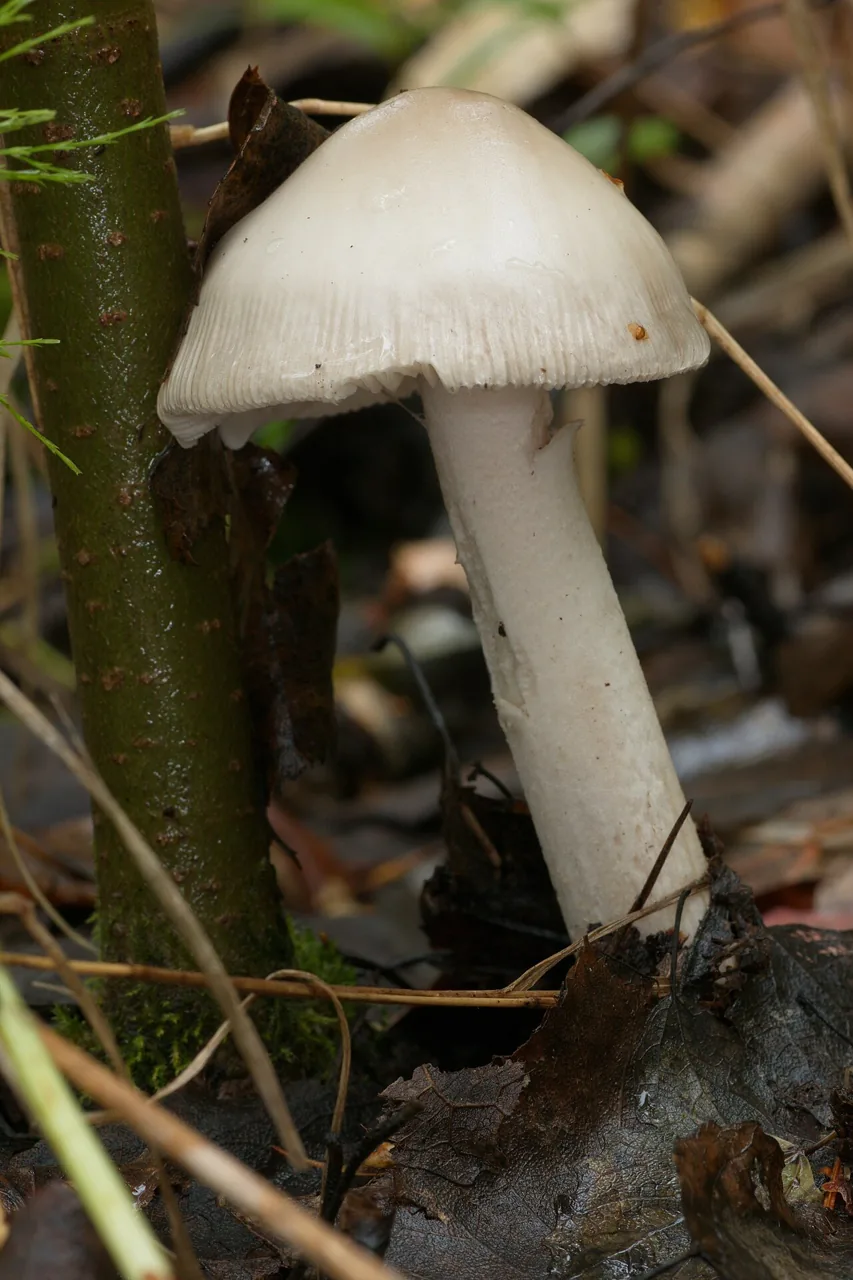 Amanita islandica (Amanita islandica) — photo mycologique