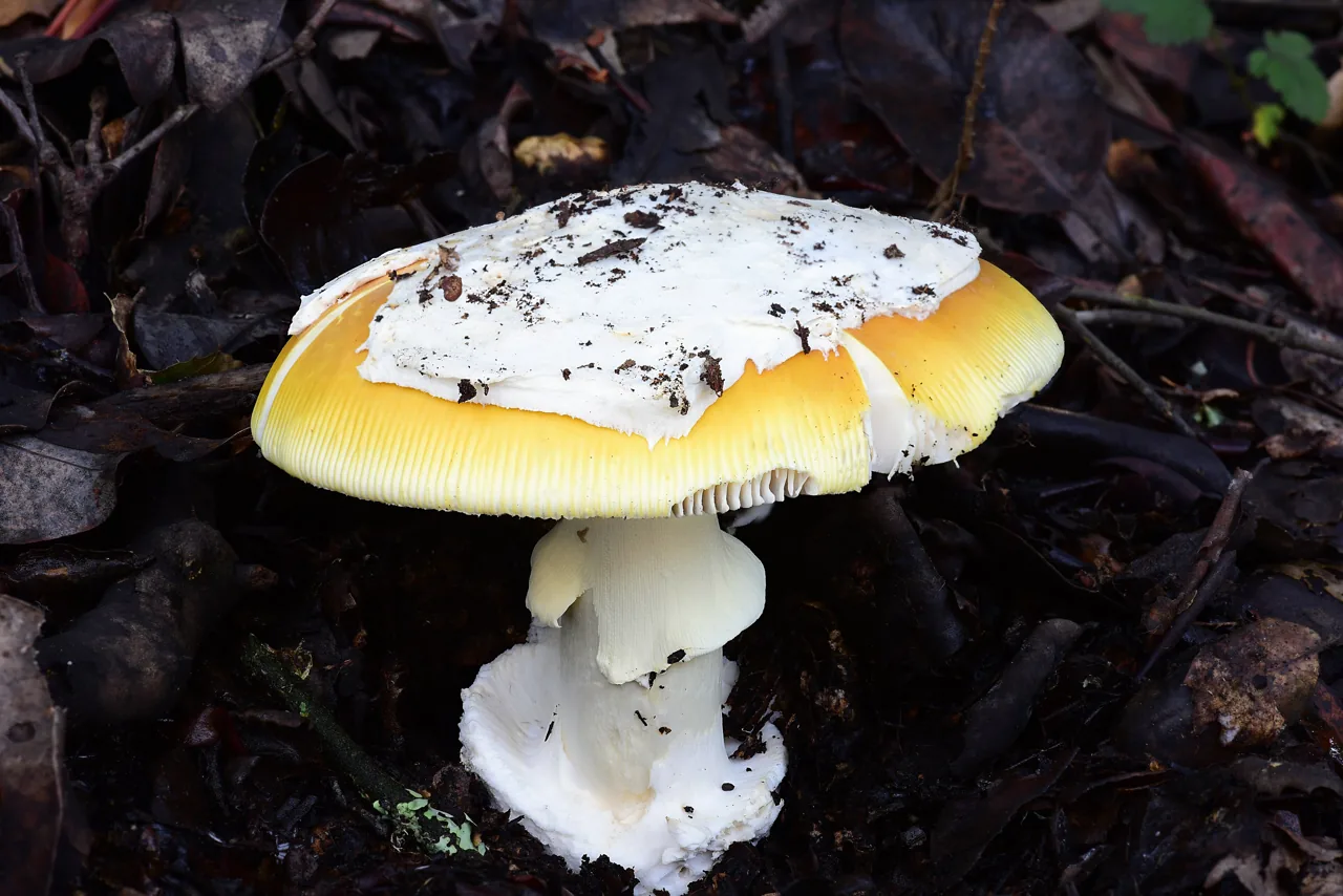 Amanita lanei (Amanita lanei) — photo mycologique