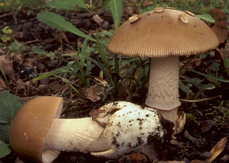 Amanita lividopallescens (Amanita lividopallescens) — photo mycologique