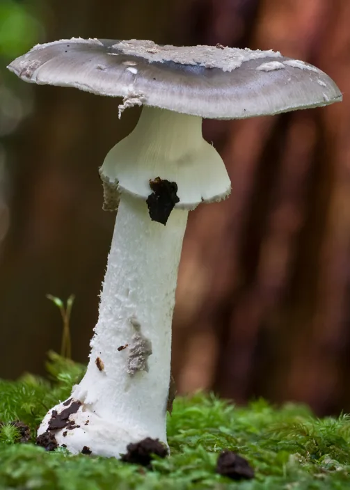 Amanita luteofusca (Amanita luteofusca) — photo mycologique