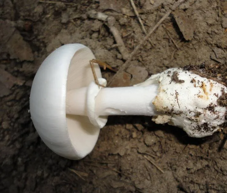 Amanita magnivelaris (Amanita magnivelaris) — photo mycologique